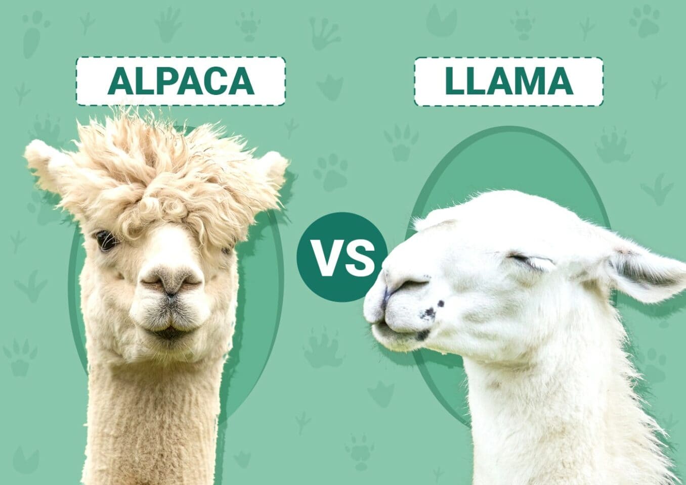 alpaca-vs-llama