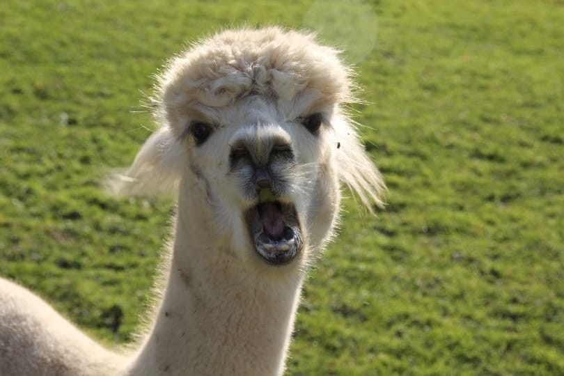 alpaca with mouth open