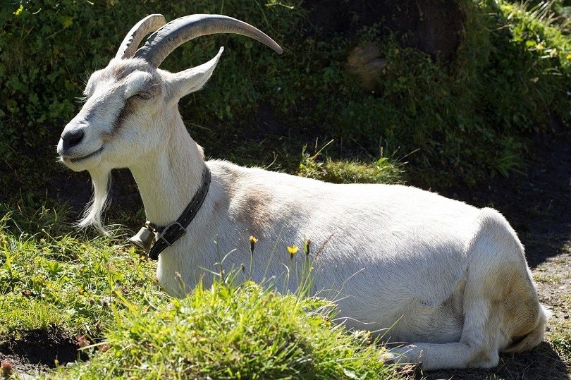 alpine-goat-pixabay