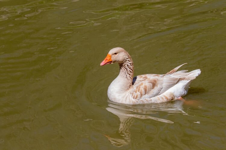 american-buff-goose-on-the-water