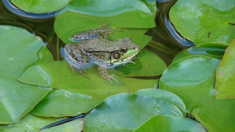 american bullfrog on water
