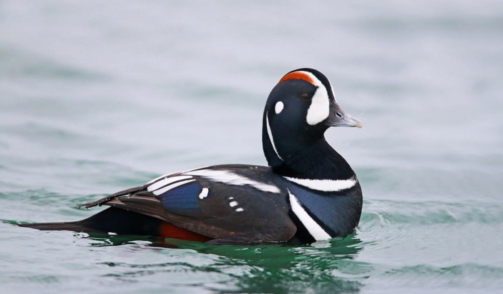 an adult male Harlequin duck swimming in a harbour