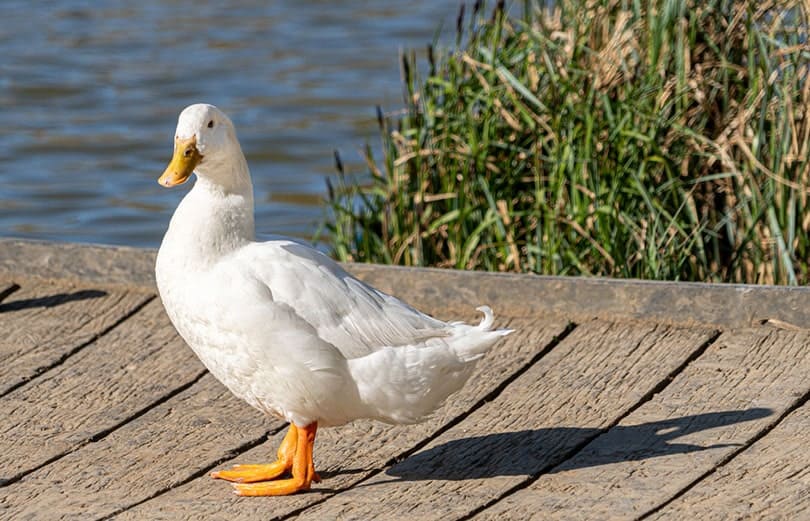 an aylesbury duck out of the water_Andy119_Shutterstock