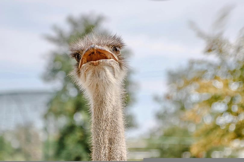 an ostrich opening its mouth
