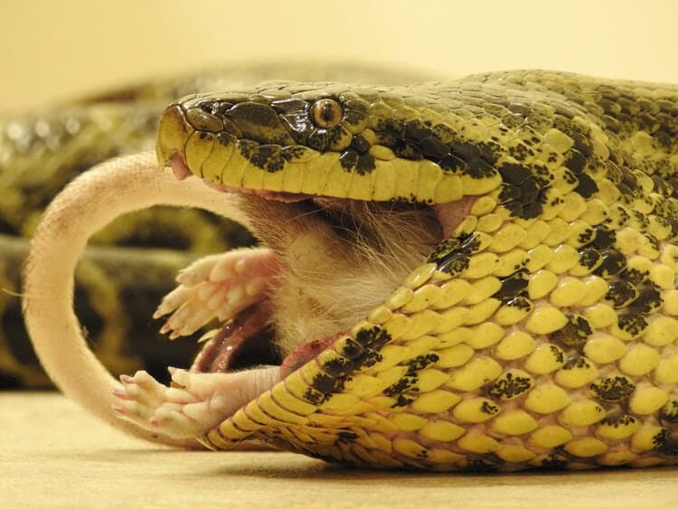 anaconda-eating-rat