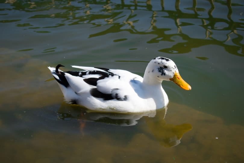 ancona duck swimming