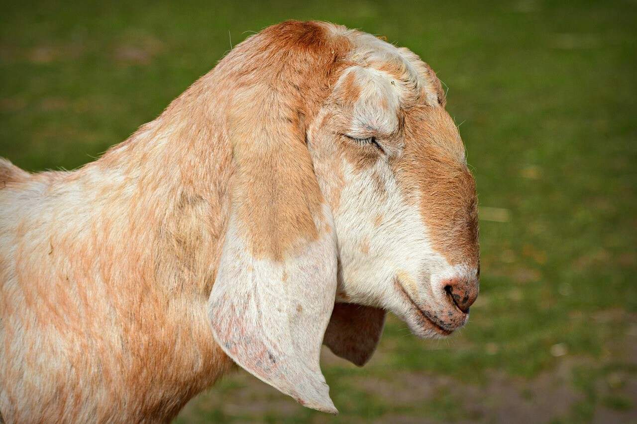 anglo-nubian goat sleeping
