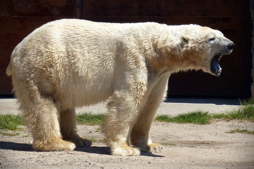 angry polar bear