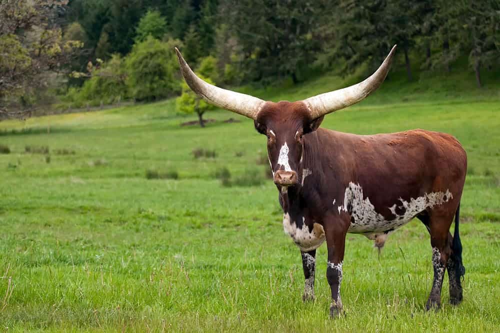 ankole watusi cattle