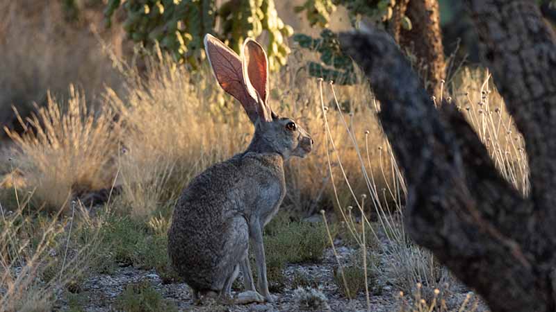 antelope jack rabbit in the desert