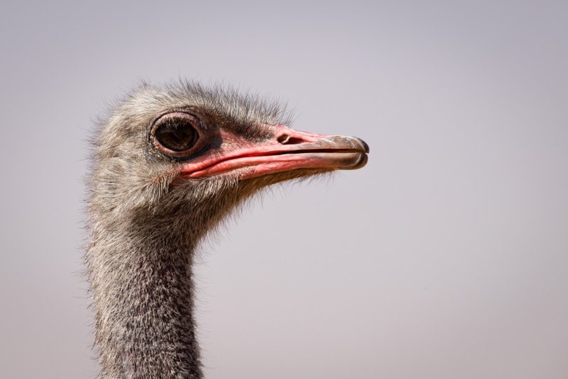 arabian ostrich close up