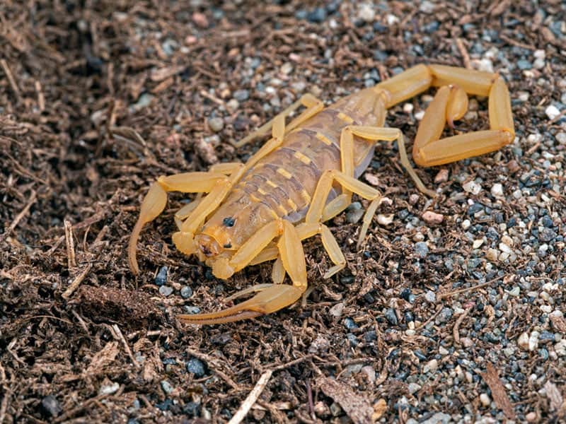 arizona bark scorpion on the ground