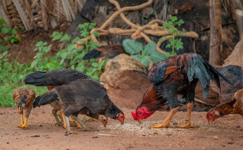 asil chickens eating