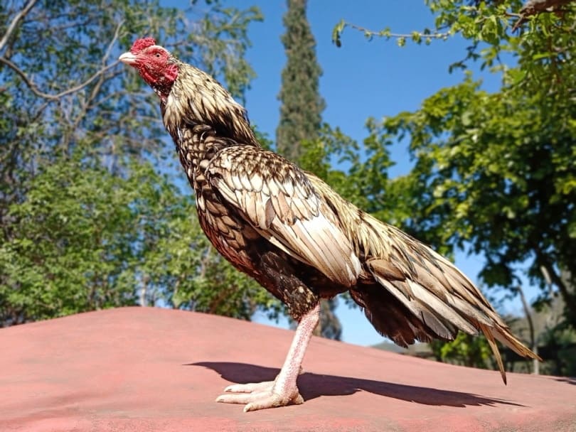 asil rooster standing