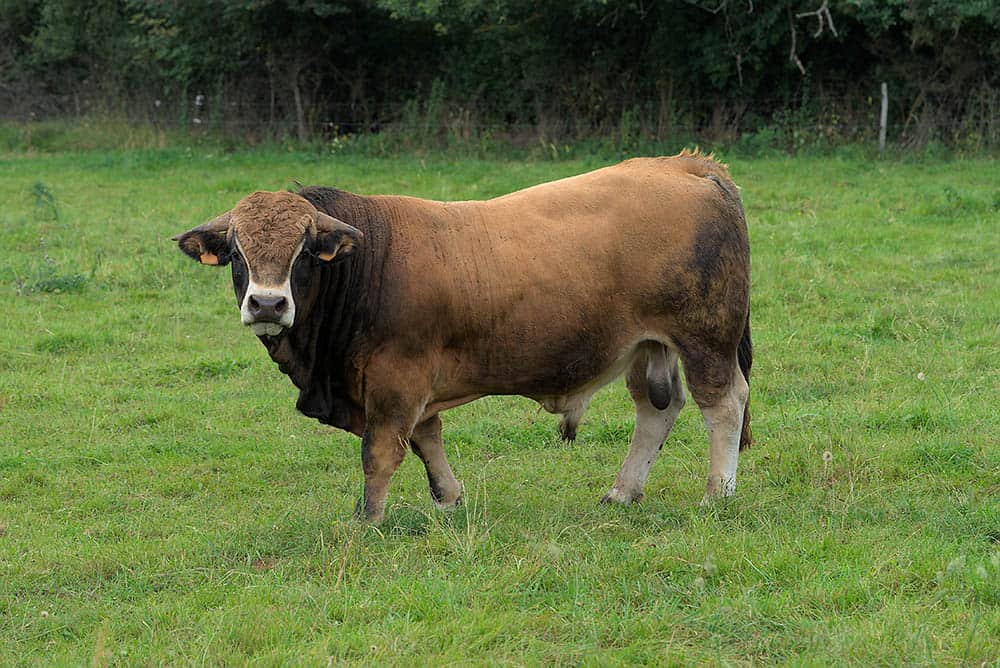 Aubrac cow