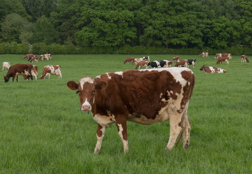 ayrshire cattle grazing
