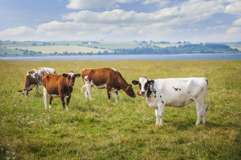 ayrshire cows grazing