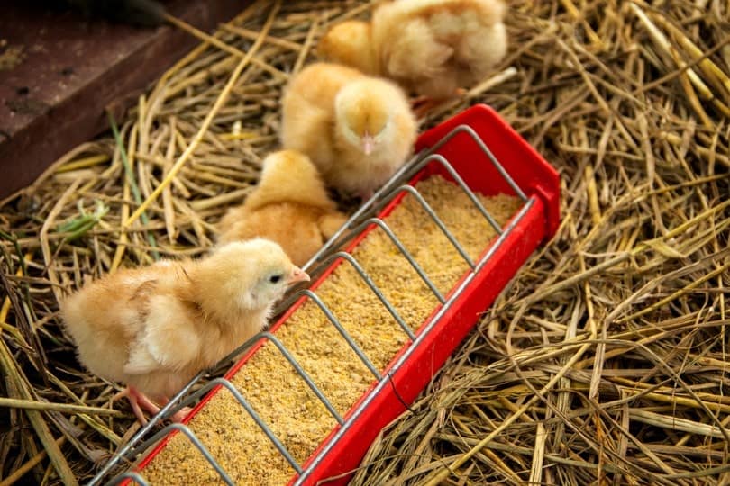 baby chicks eating