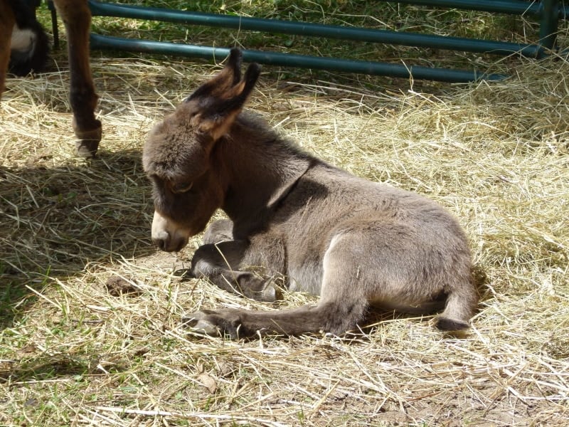 baby donkey eating hay