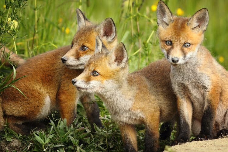 cute young foxes