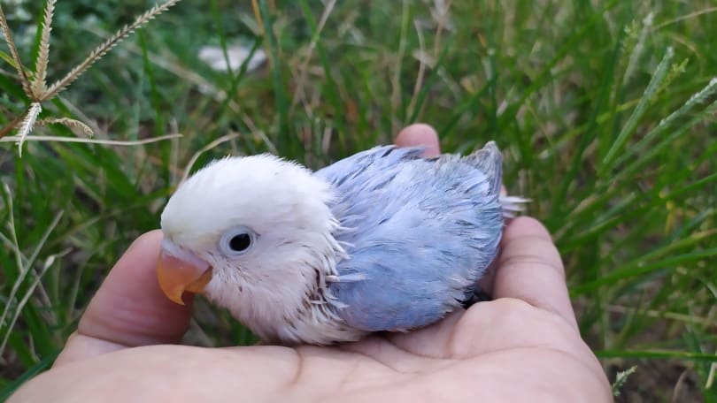 baby lovebird on human hand