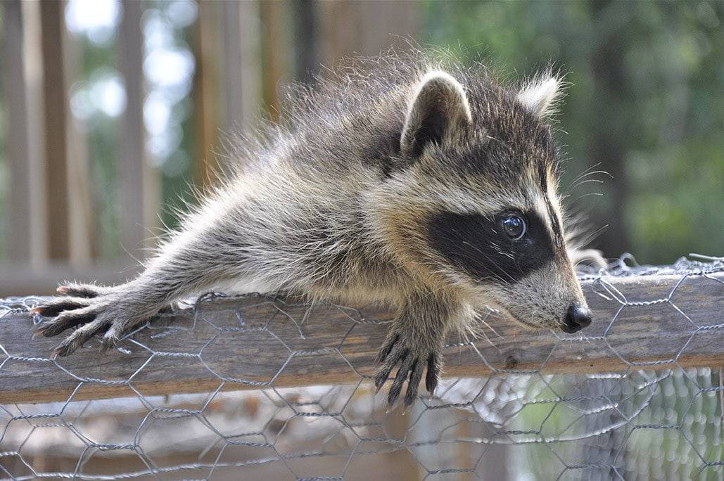 Baby raccoon on chicken coop