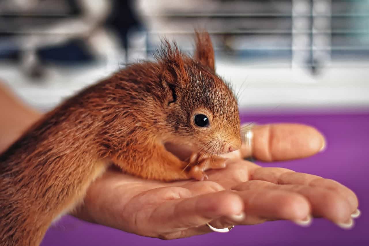 baby squirrel outside cage