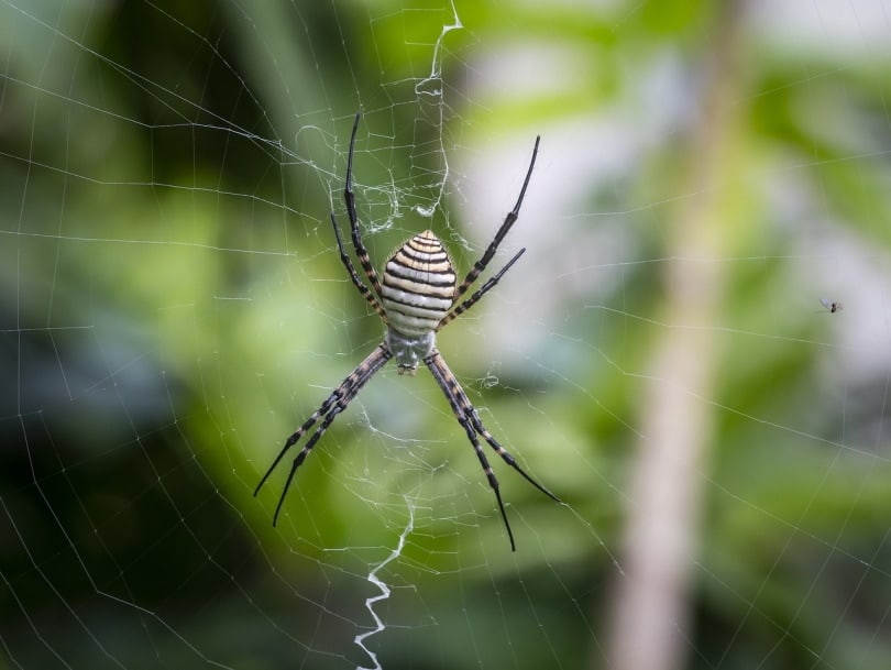 banded garden spider in its web