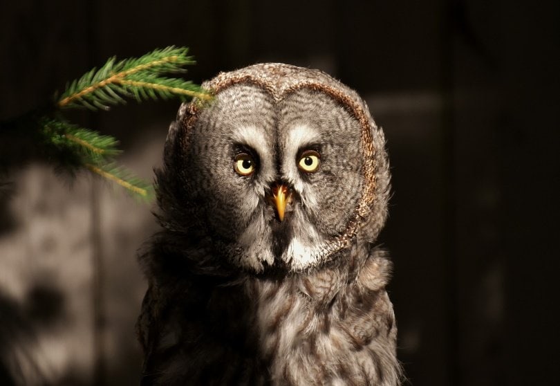 bart-owl_Alexas_fotos_Pixabay