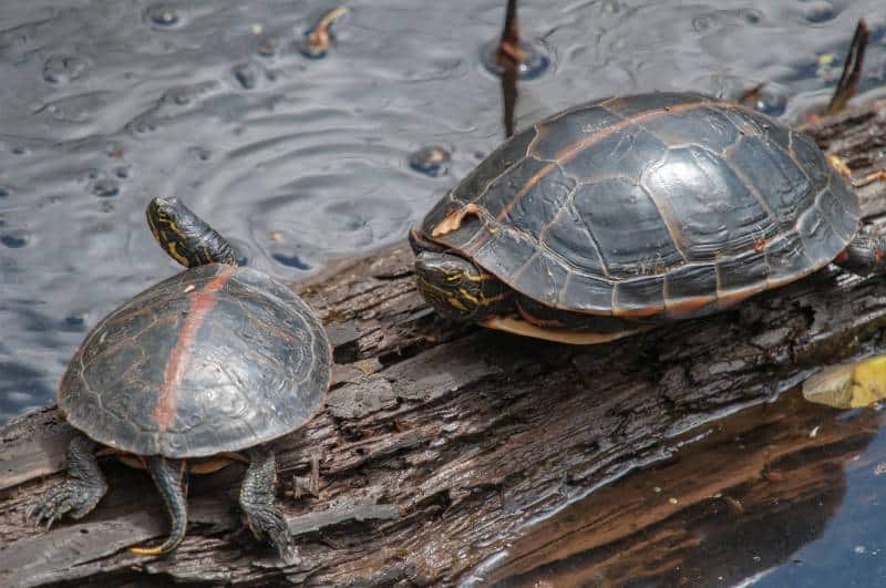 basking pair of southern painted turtles