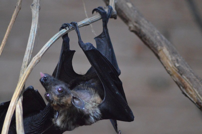 bat hanging on tree