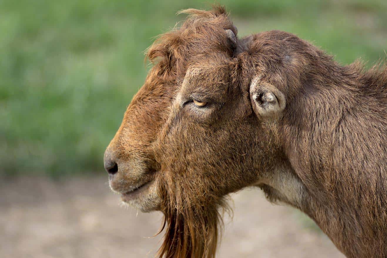 bearded LaMancha goat