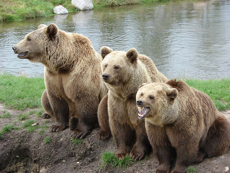 bears in a nature park