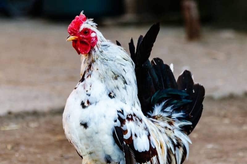 beautiful cock with white and black feathers