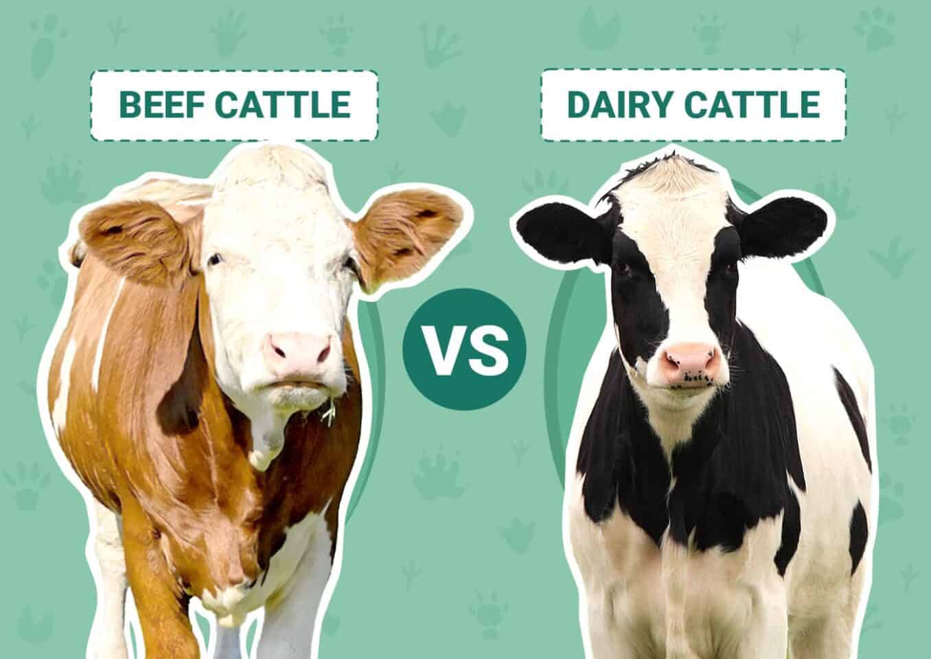 Beef Cattle vs Dairy Cattle