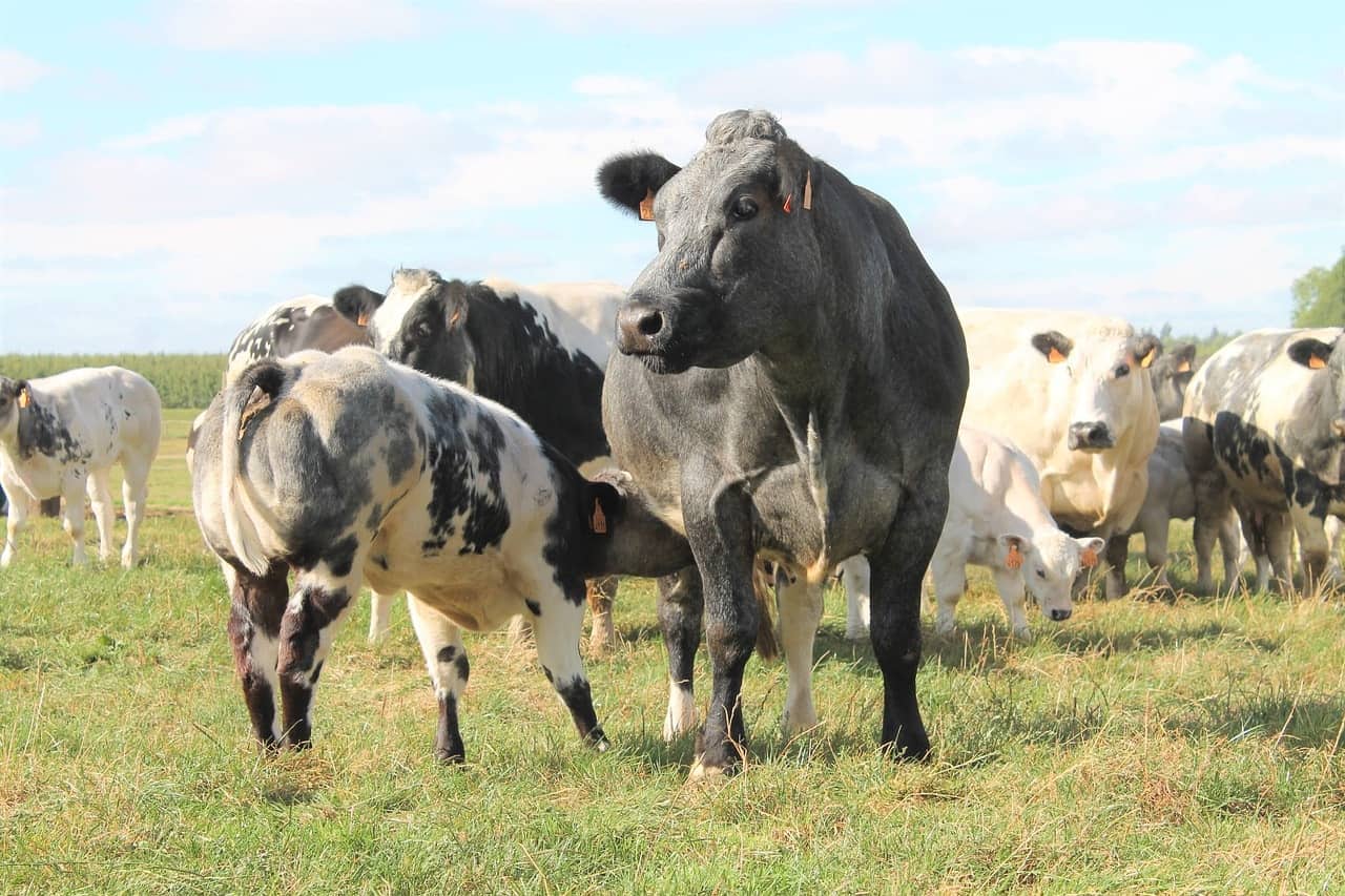 belgian blue cattle in the field