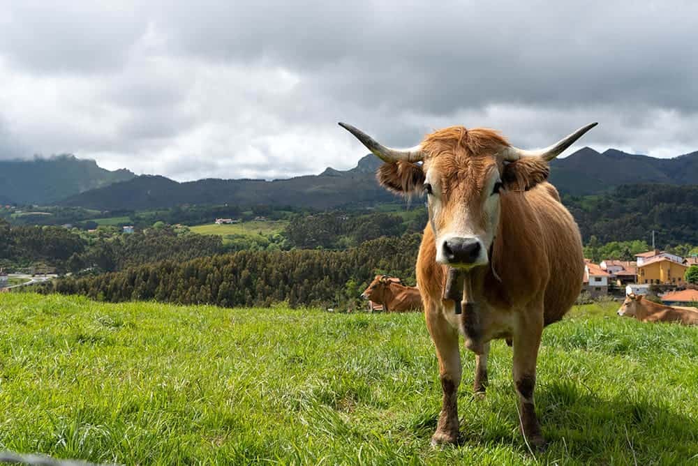 Betizu cow