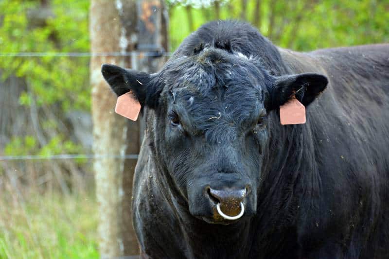 big black bull with nose ring