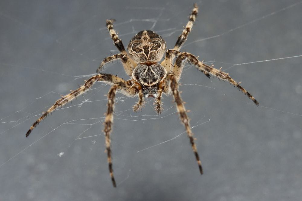 big female bridge spider
