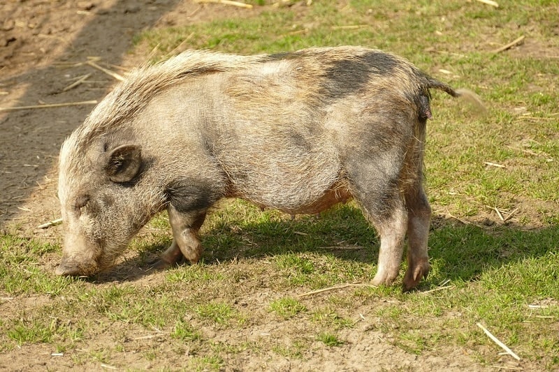 big potbellied pig
