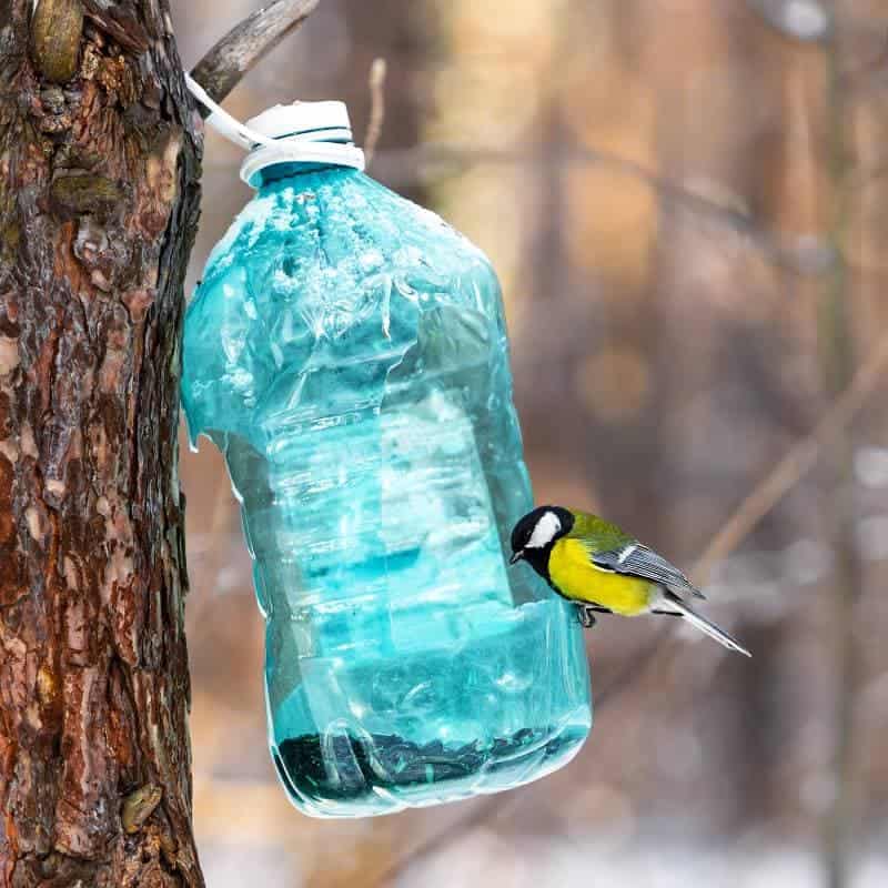 big tit bird sits in a feeder made from a plastic bottle in the winter forest