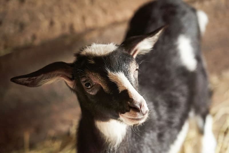 black and white goat in the farm