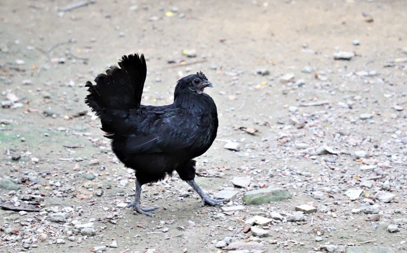 black asil chicken