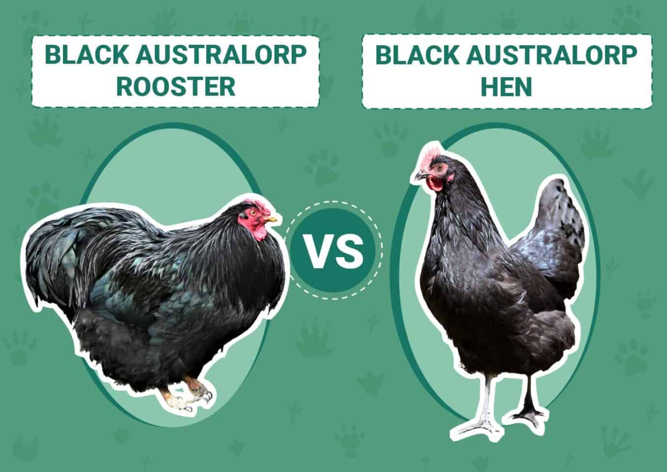 Black Australorp Rooster vs Hen