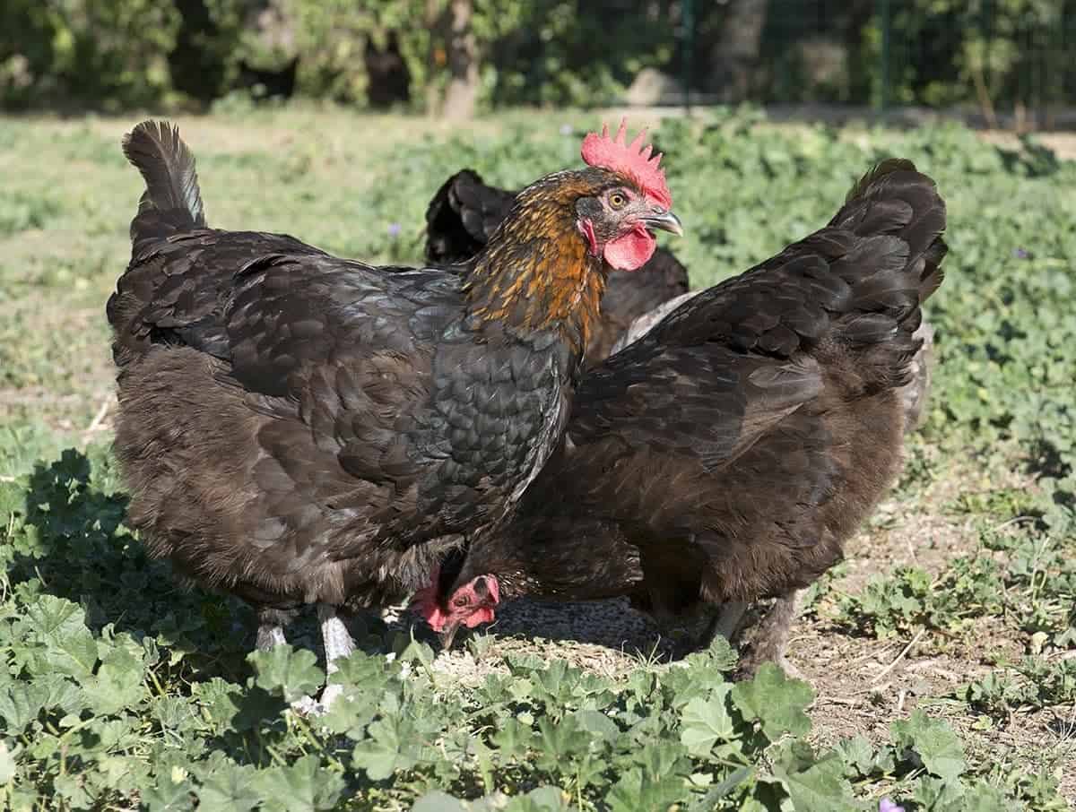 black marans chickens in the garden