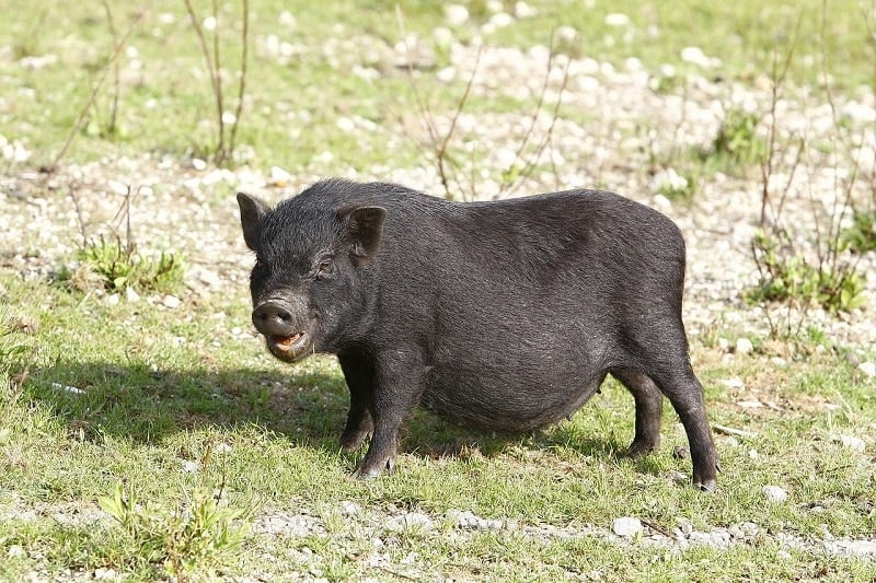 black potbellied pig
