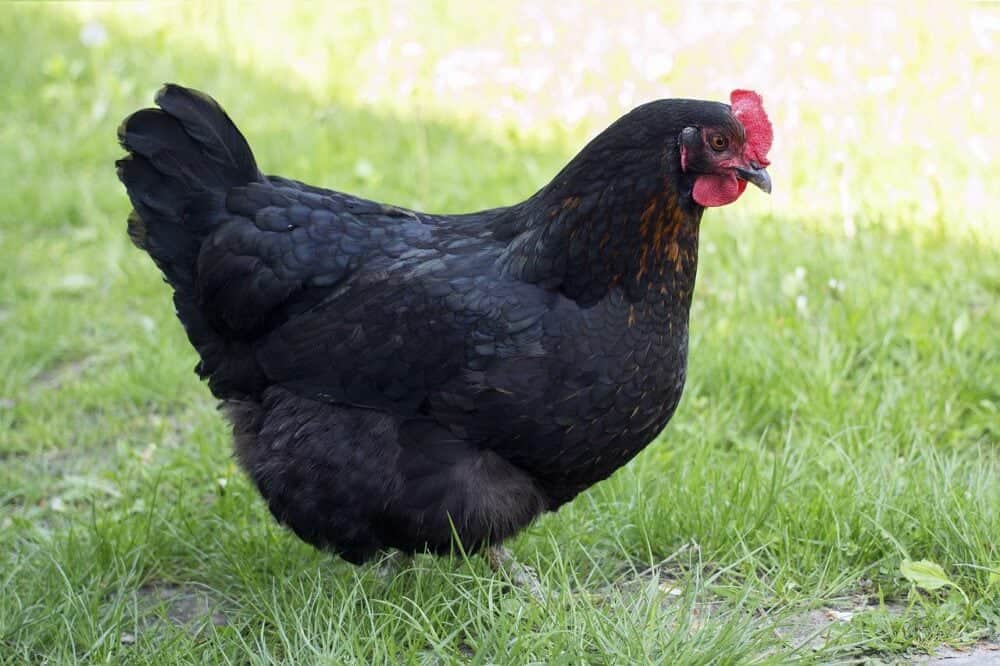 black sex link chicken