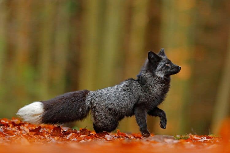 rare black silver fox