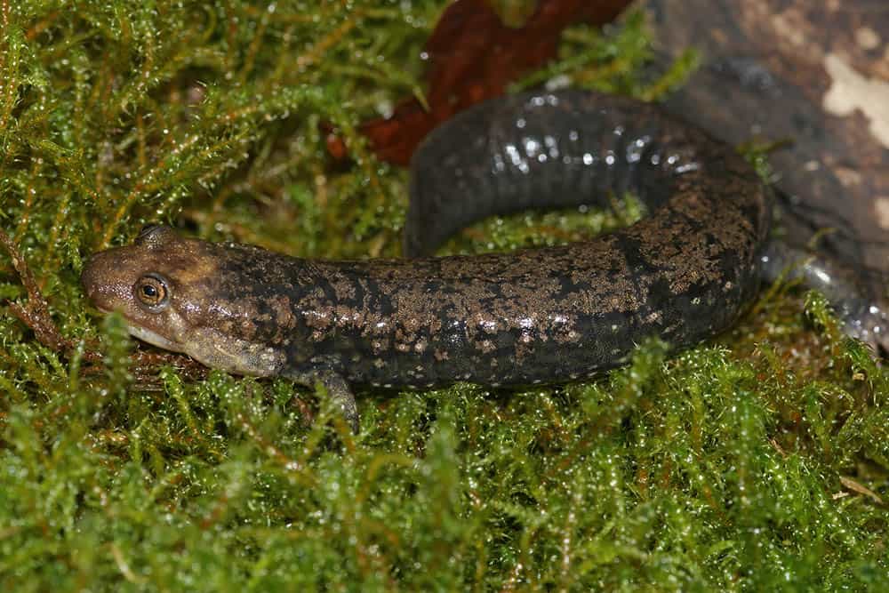 blackbelly salamander