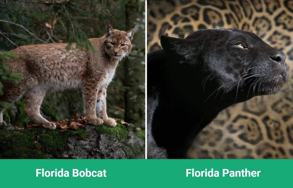 bobcat vs panther side